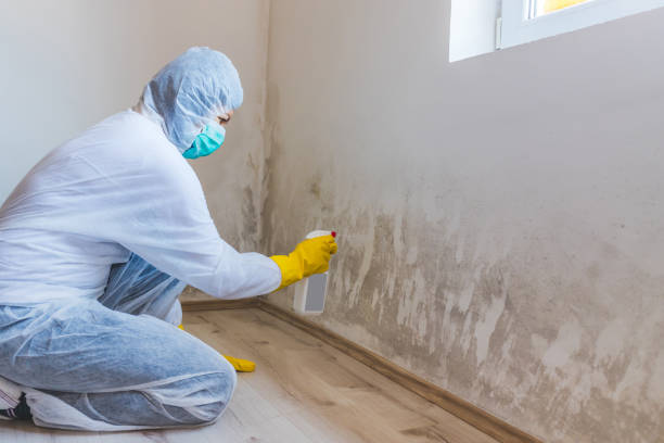 Licensed Basement Mold Remediation service in Greensboro, MD - 24 Hour Mold Removal