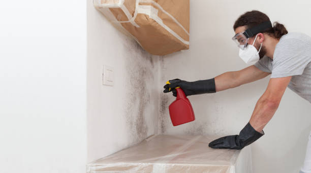 Professional Basement Mold Remediation technician working in Greensboro, MD